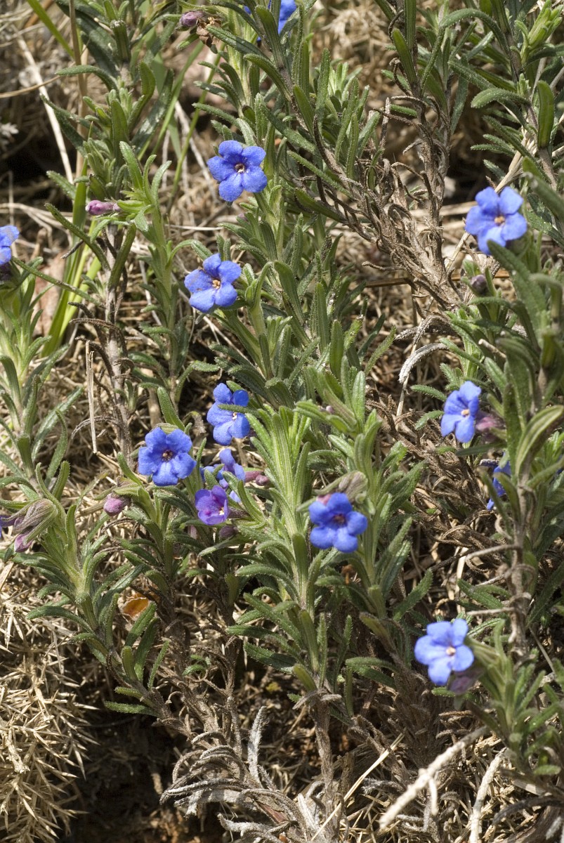lithodora prostrata lusitanica saxifraga straaten ssp der jan van